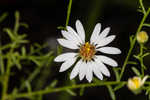 Rice button aster